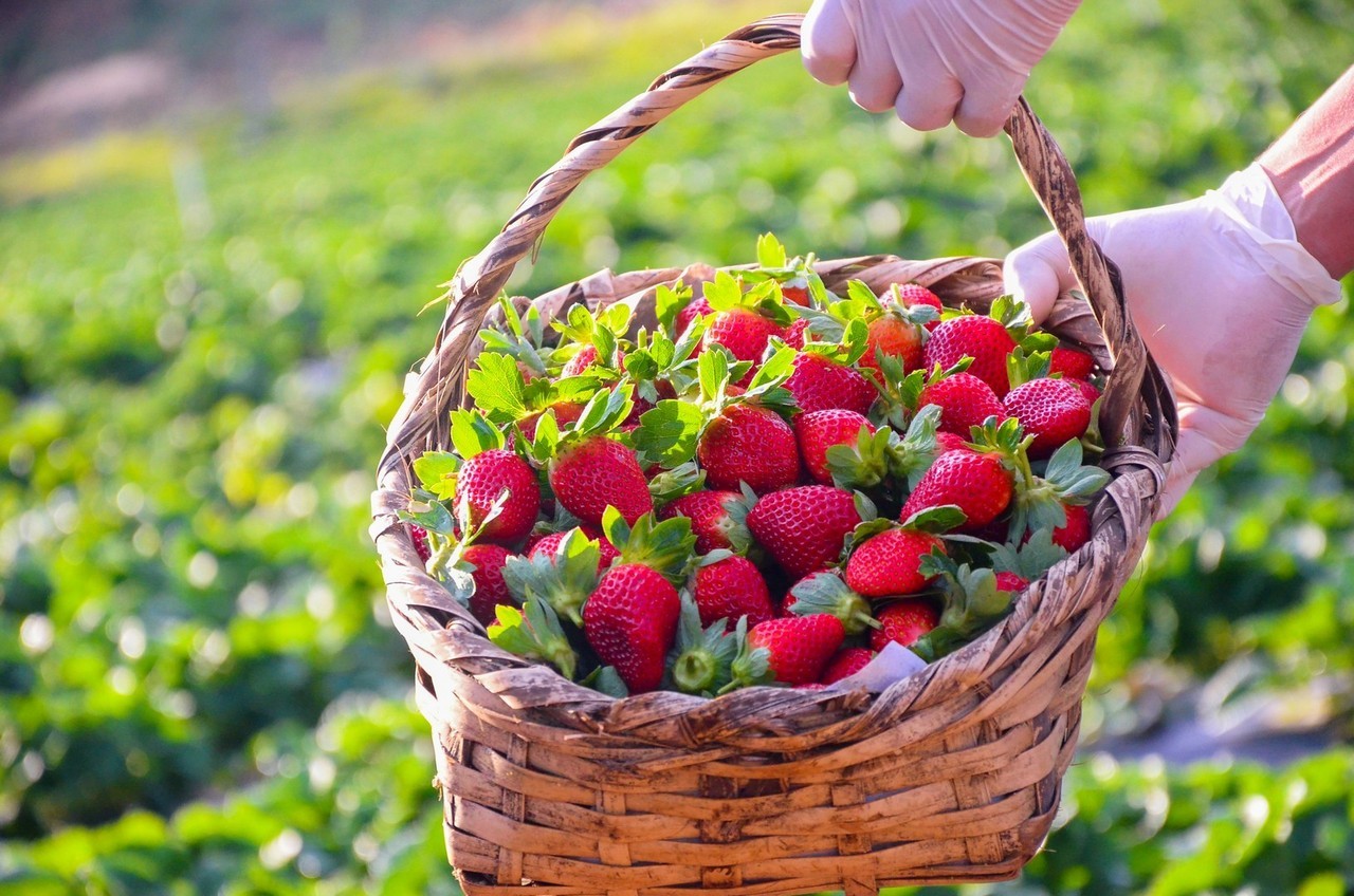26ª FESTA DO MORANGO EM MONTE ALEGRE DO SUL: CULTURA E SABORES NA FESTA MAIS DOCE DO CIRCUITO DAS ÁGUAS PAULISTA